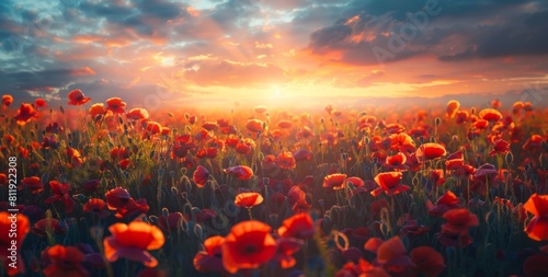 field of poppies at sunrise, beautiful summer landscape with red flowers in meadow