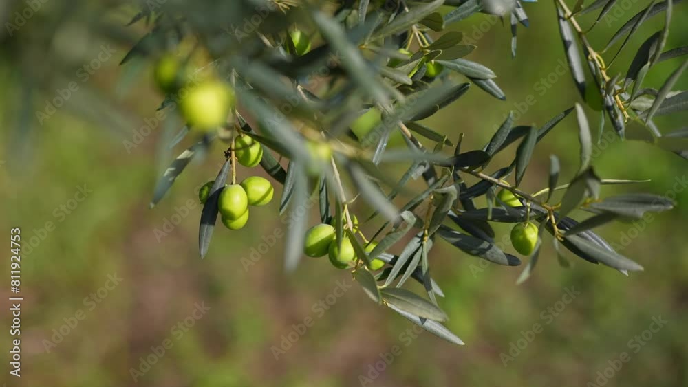Suggestive closeup macro shot of olive fruits on an olive tree blowing in the wind in an olive grove in Italy. Suggestive closeup macro shot of olive fruits on an olive tree blowing in the wind in an olive grove in Italy.