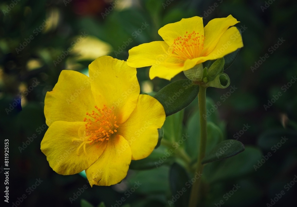 two yellow flowers that are standing next to each other on a bush two yellow flowers that are standing next to each other on a bush