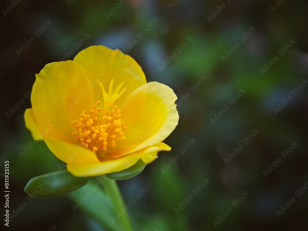 a yellow flower is photographed in the darkroom in this picture a yellow flower is photographed in the darkroom in this picture