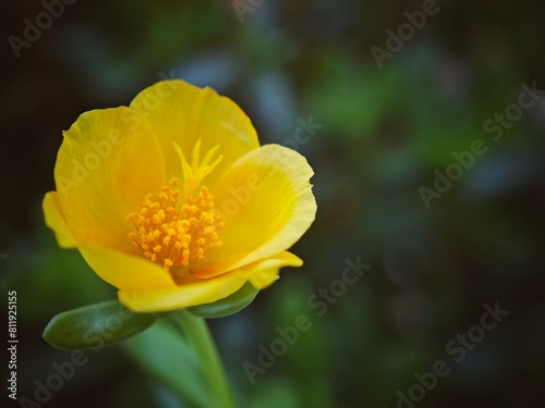 a yellow flower is photographed in the darkroom in this picture