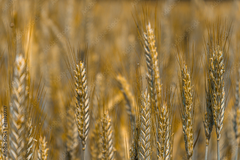 Fototapeta premium Barley Field in the Bavarian Forests