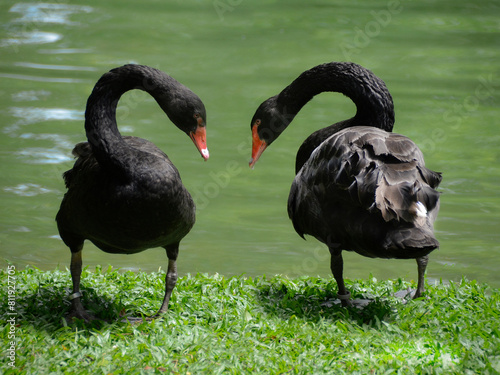 Beautiful black swans (Cygnus atratus) symbolizing a heart on a beautiful sunny day. Large water bird, with erratic migration patterns and dependent on weather conditions photo