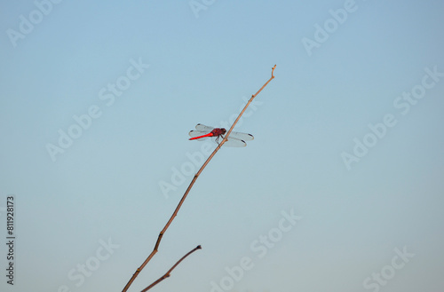 A red-tailed dragonfly resting on a dry branch on a beautiful blue sky day. photo