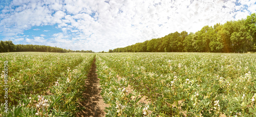 Field bean in summer with sun - Panorama photo