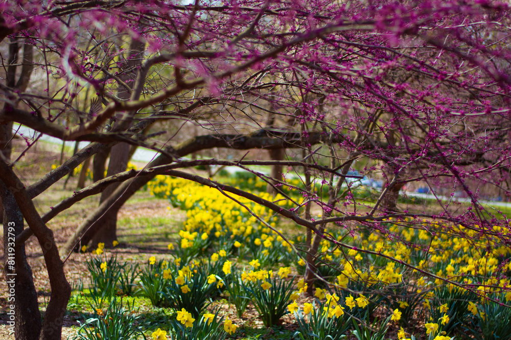 Obraz premium Spring bloom