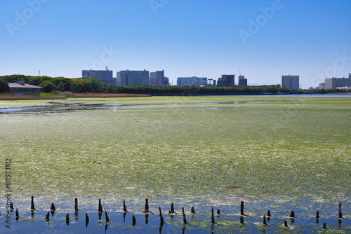 ラムサール条約登録地　谷津干潟 　野鳥や渡り鳥の飛来地（日本千葉県習志野市）　
Ramsar Convention registered site Yatsu-higata (Yatsu Tidal Flat) Visiting site for wild birds and migratory birds (Narashino City, Chiba Prefecture, Japan)
 photo