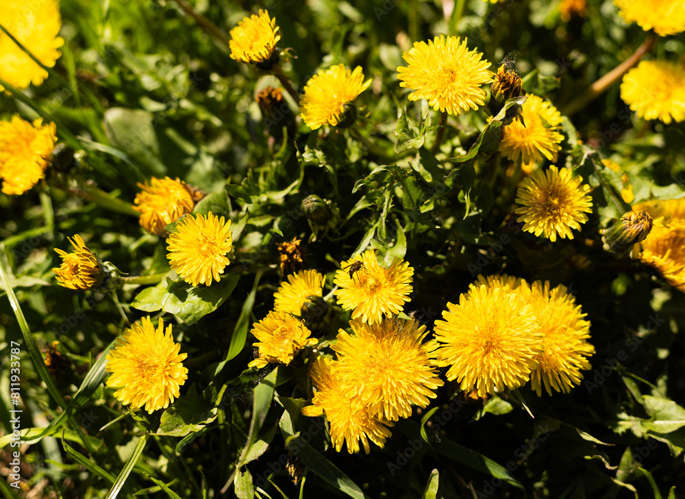 yellow dandelions on a meadow in green grass yellow dandelions on a meadow in green grass