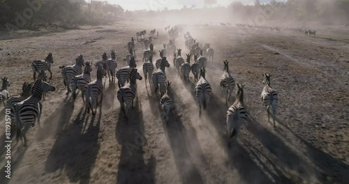 Aerial view.  Large herd of Burchell's zebras running in to drink from a drying up river.  Drought, Climate Change, Climate Emergency photo
