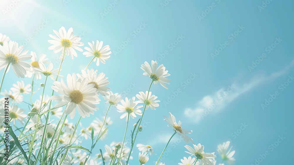 HD Background of Daisy Flowers with Bright Sky View HD Background of Daisy Flowers with Bright Sky View
