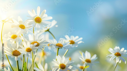 HD Background of Daisy Flowers with Bright Sky View