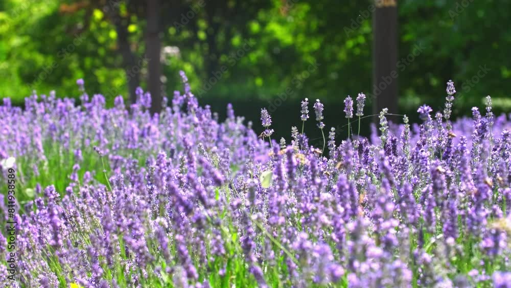 Spring lavender flowers under sunlight. Bees and butterflies fly around and pollinate flowers. Beautiful nature landscape with panoramic views. Hi spring.