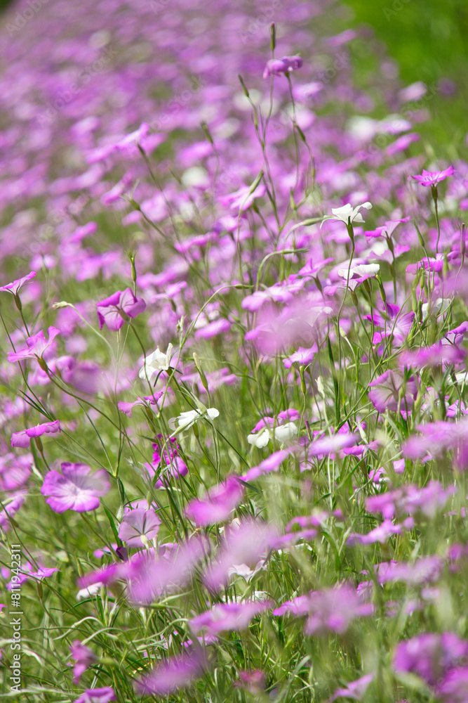 Naklejka premium 神奈川県横須賀のくりはま花の国の花々