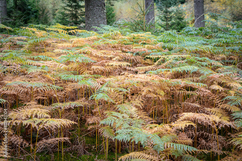 Autumn colours in ferns in a Scottish forest, UK. photo