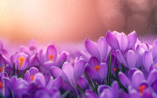 Close-up of a colorful crocus blossom in a field, creating a vivid spring floral backdrop, with the assistance of AI technology.