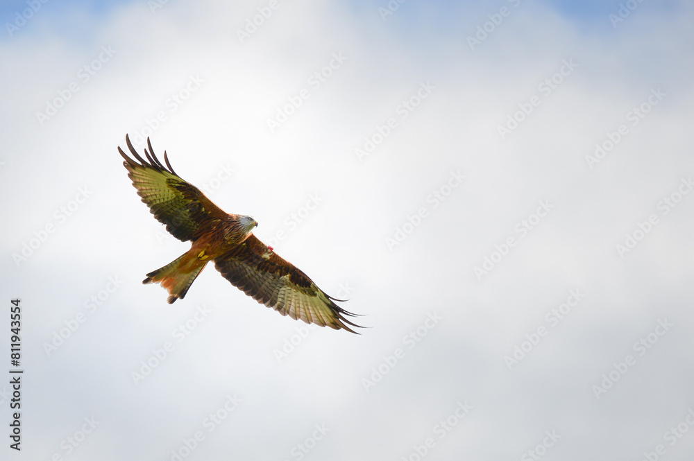 Red kite (Milvus milvus) soaring with a cloudy backdrop at Argaty, Doune, Stirling, Scotland. Argaty farm is host to central Scotland's only red kite feeding station. Red kite (Milvus milvus) soaring with a cloudy backdrop at Argaty, Doune, Stirling, Scotland. Argaty farm is host to central Scotland's only red kite feeding station.
