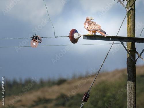 A Red Kite (Milvus milvus) perched on a small power line pylon near Argaty, Doune, Stirling, Scotland. The bird is tagged.