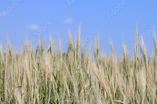 Unripe green ears of wheat in the field in front of blue sky