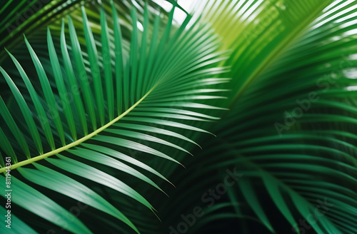 Green leaves close up. Nature concept. Environment and organic products