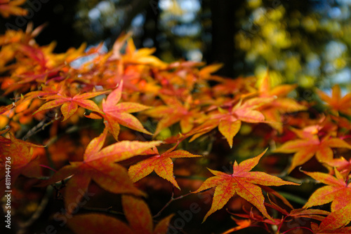 Wallpaper Mural Autumn colours in British parkland: close-up of the orange-red leaves of a palmate acer or Japanese maple; Acer palmatum dissectum, 'Ever Red' Tree. Intentional shallow depth of focus.
 Torontodigital.ca