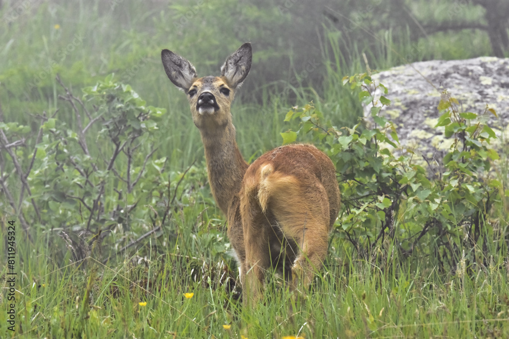 European female roe deer, Capreolus capreolus, on alert in a green summer alpine meadow on a foggy day, Alps mountains.