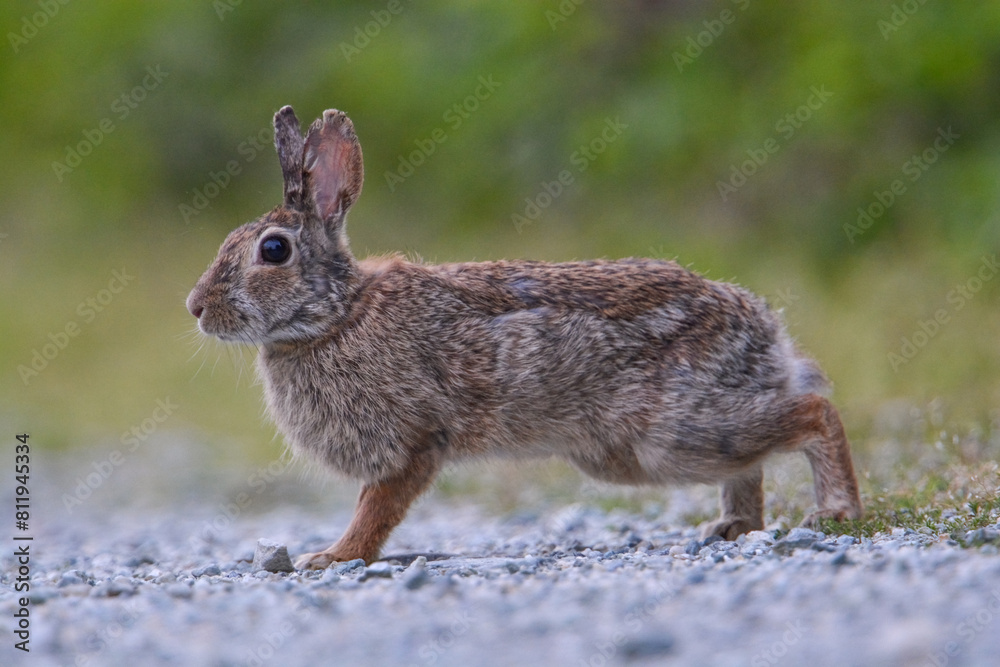 Eastern cottontail rabbit (Sylvilagus floridanus) running on a gravel path on a spring day. Italy.