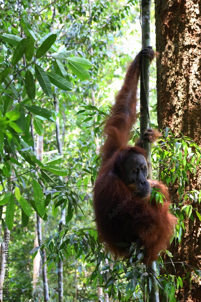 Obraz premium Sumatran orangutan in Gunung Leuser National Park, North Sumatra, Indonesia