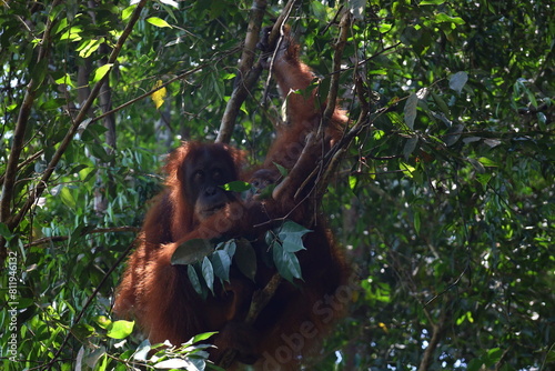 Fototapeta Naklejka Na Ścianę i Meble -  Sumatran orangutan in Gunung Leuser National Park, North Sumatra, Indonesia