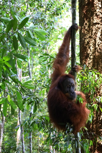Sumatran orangutan in Gunung Leuser National Park, North Sumatra, Indonesia