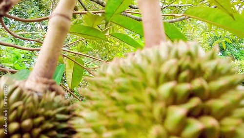 Young durian fruits that need to be maintained for quality. photo