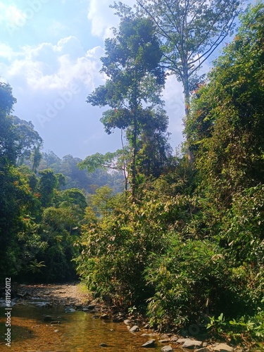 Scenery of lush jungle at Bukit Lawang - Gunung Leuser National Park, Unesco World Heritage Site, North Sumatra photo