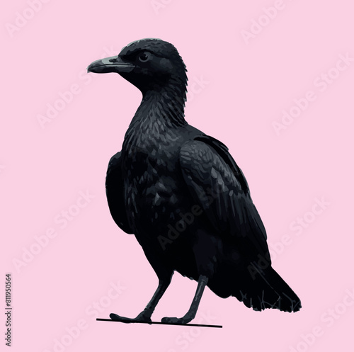 Birds Vector Design