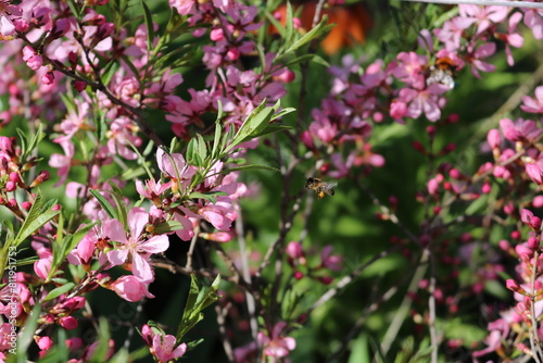 Wallpaper Mural A bee flies up to a flower bush Torontodigital.ca