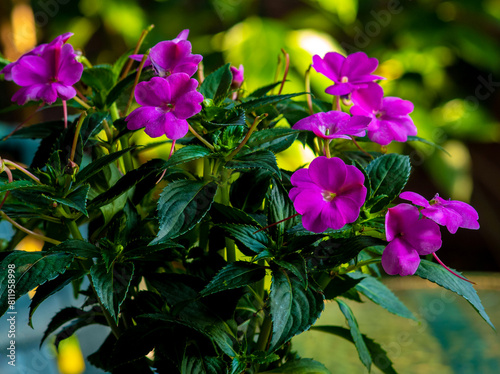 Impatiens bush with purple flowers.