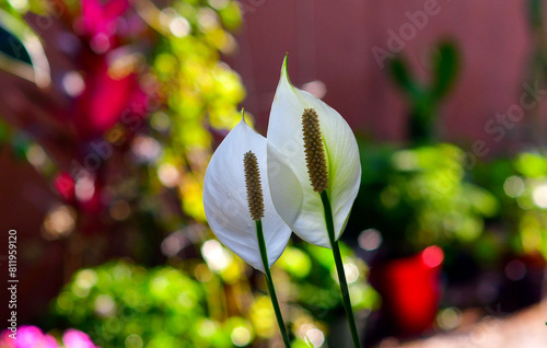 Two white spathiphyllum flowers on a blurred background.