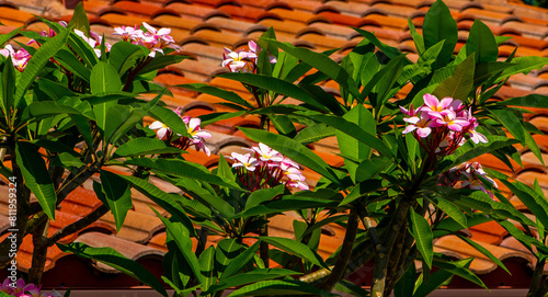 There is a blooming plumeria bush against the background of the red roof.