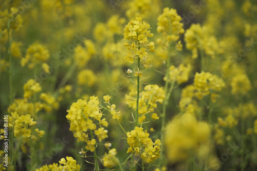 Photography Canola flower photographed in dark tone