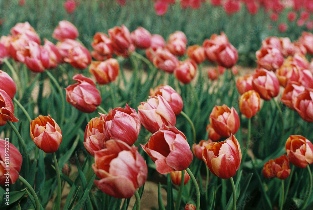 field of red tulips field of red tulips