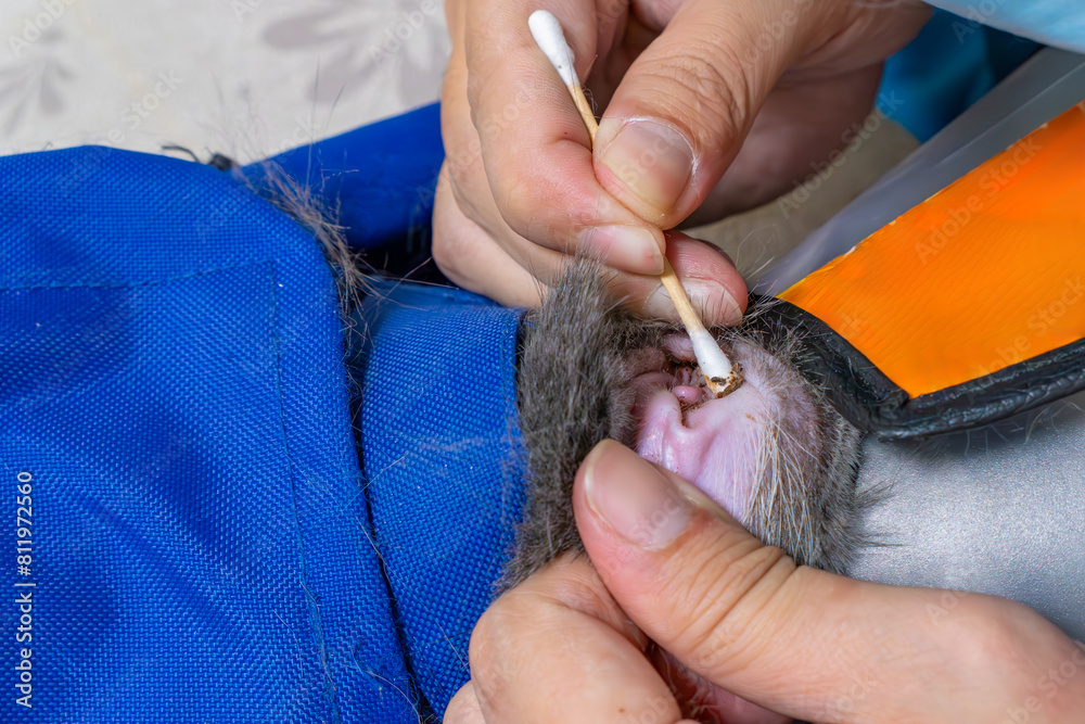 veterinary cleaning cats ear with cotton swab veterinary cleaning cats ear with cotton swab