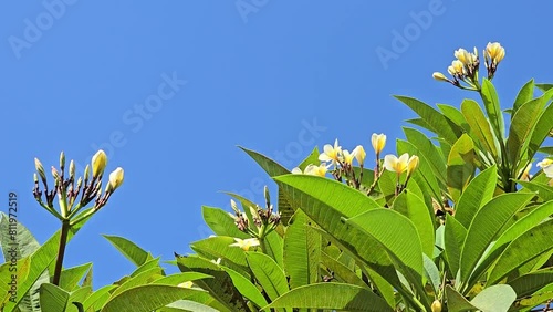 Yellow Plumeria rubra (Kamboja) flowers with bright blue sky background photo