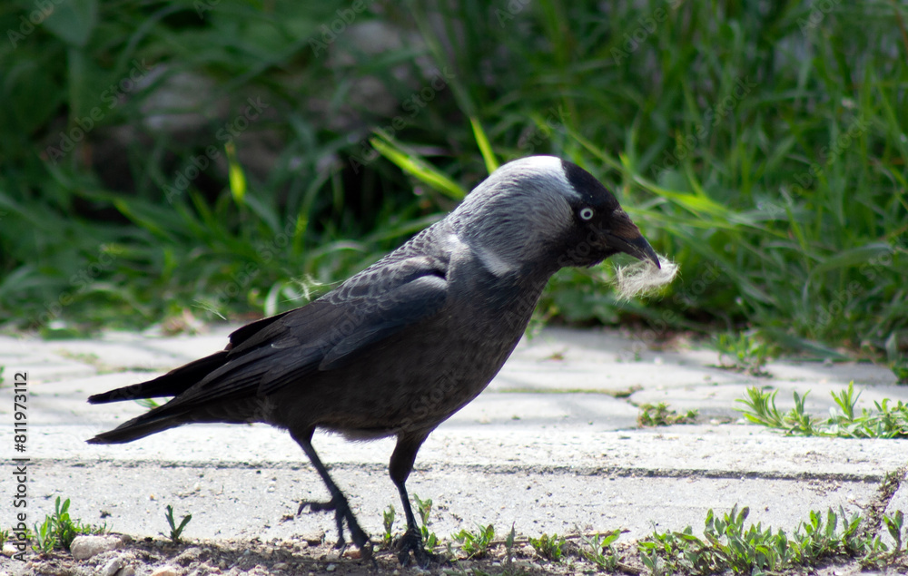 Obraz premium crow on the ground