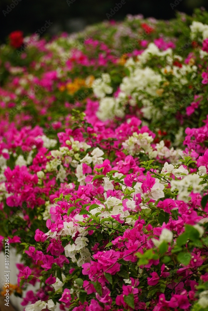 Close-up of Bougainvillea flowers blooming