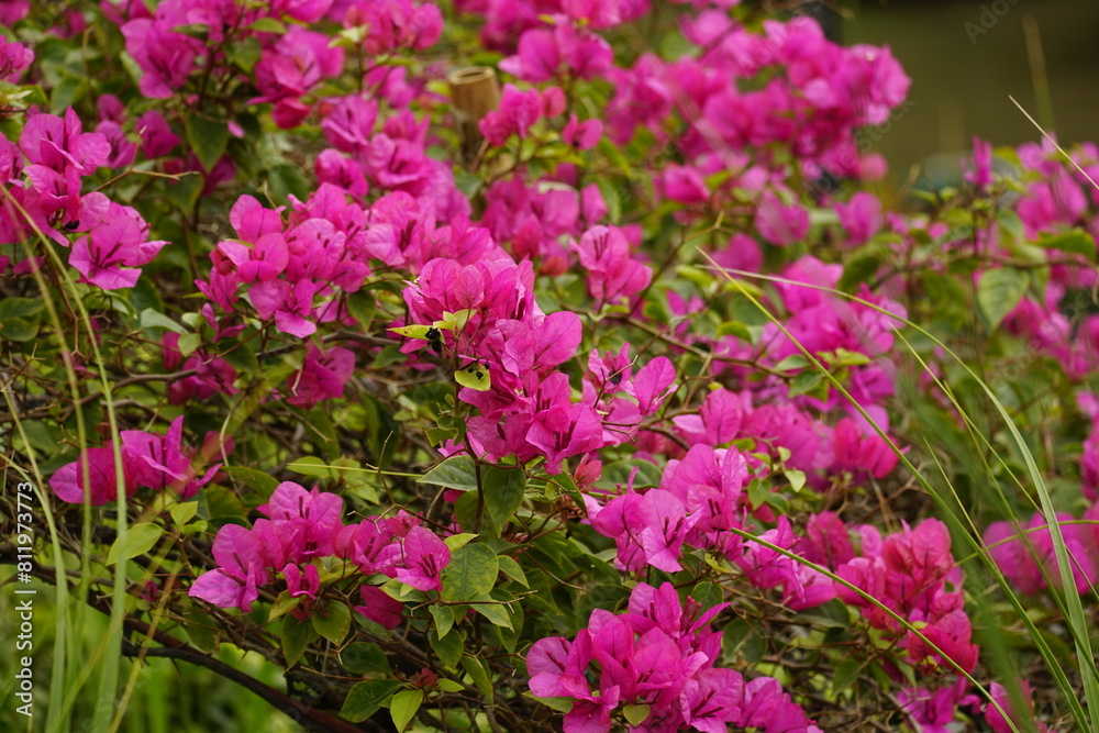 Close-up of Bougainvillea flowers blooming Close-up of Bougainvillea flowers blooming