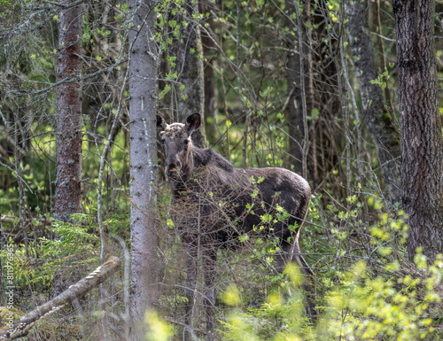 a young moose in the bushes near the road looks out for a safe route on a spring day