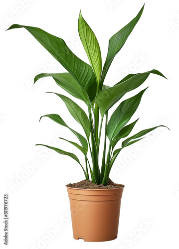 Aspidistra elatior plant, glossy green leaves and small, white flowers. The plant is set against a neutral background and appears to be a type of bamboo or similar leafy plant.