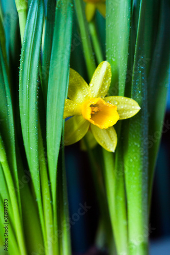 Yellow Narcissus flower