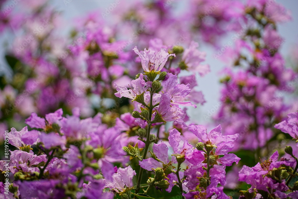 Lagerstroemia speciosa flowers bloom on the tree Lagerstroemia speciosa flowers bloom on the tree