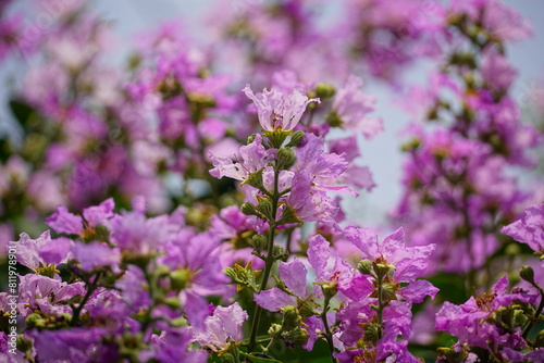 Lagerstroemia speciosa flowers bloom on the tree