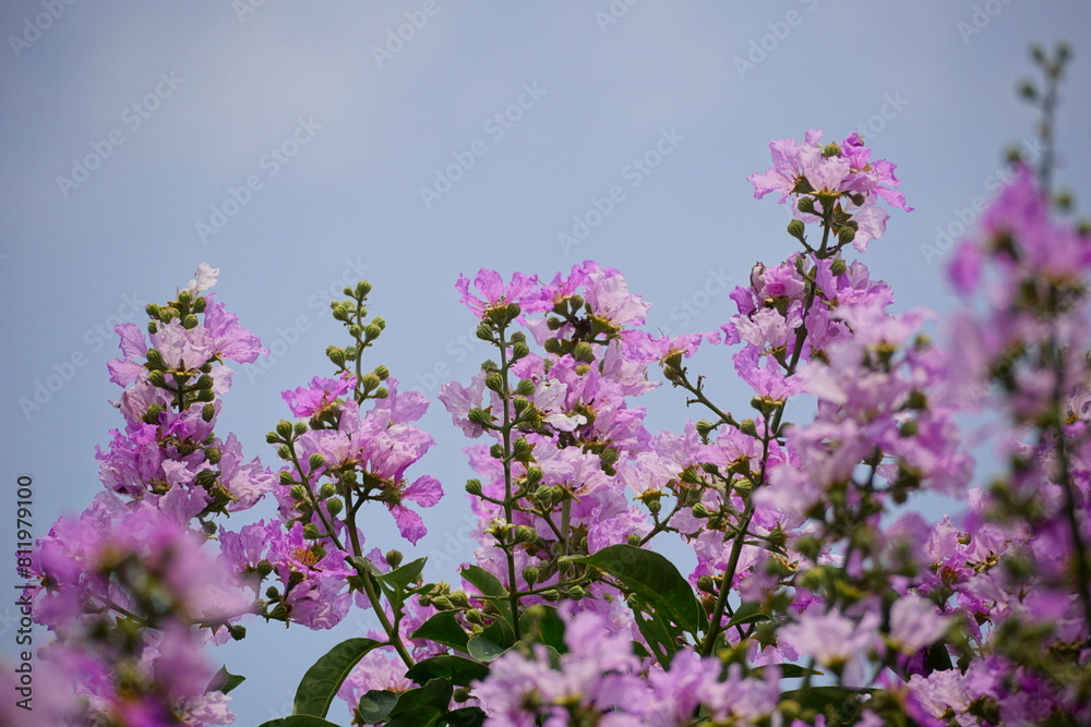 Lagerstroemia speciosa flowers bloom on the tree Lagerstroemia speciosa flowers bloom on the tree