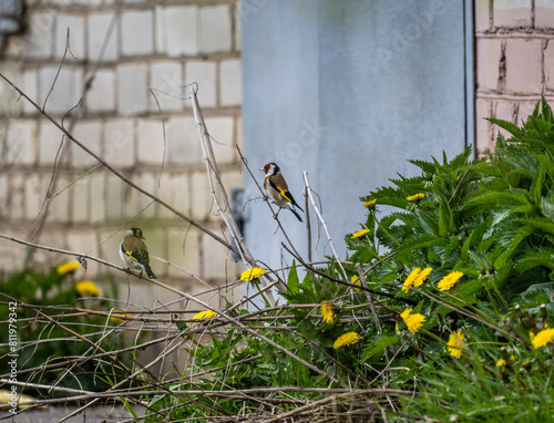 beautiful bird - goldfinch against the background of green dandelions in natural conditions on a spring day